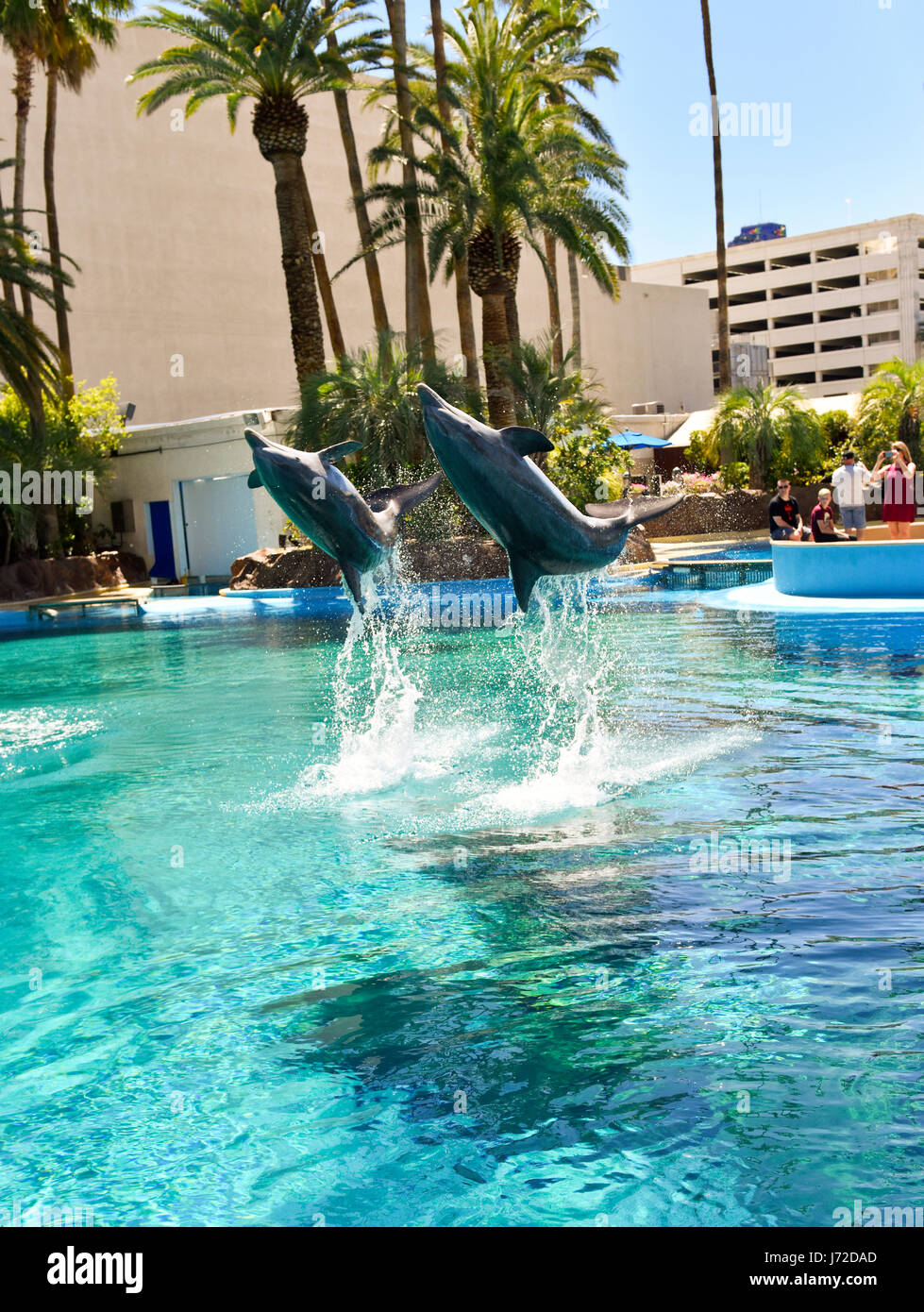 Delfine Im Mirage Secret Garden In Las Vegas Nevada Stockfoto
