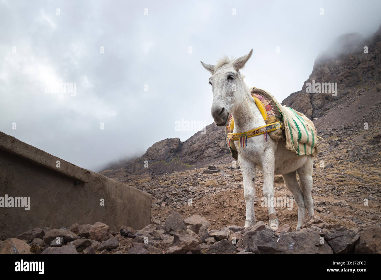 Esel am Toubkal Berghütte, Marokko Stockfoto