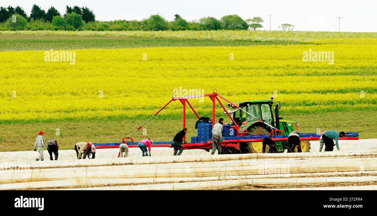 Zugewanderten Landarbeiter, Arbeiter auf Spargel, Norfolk UK, rumänischen, bulgarischen Außendienstmitarbeiter in England Stockfoto