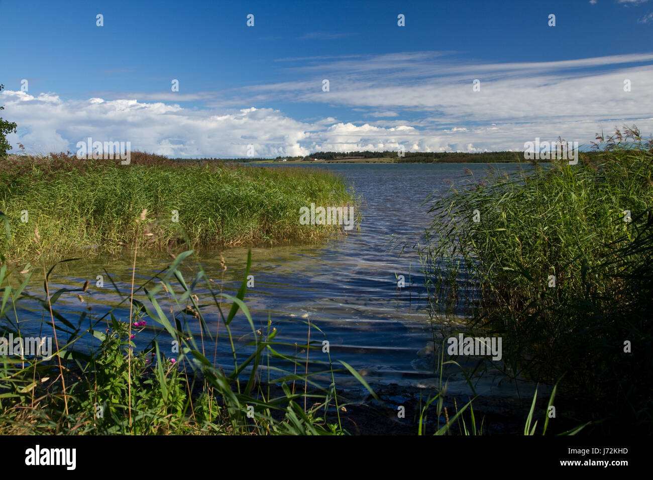 Strand Meer Strand Meer Süßwasser Teich Wasser Reed Wiese Salzwasser Stockfoto