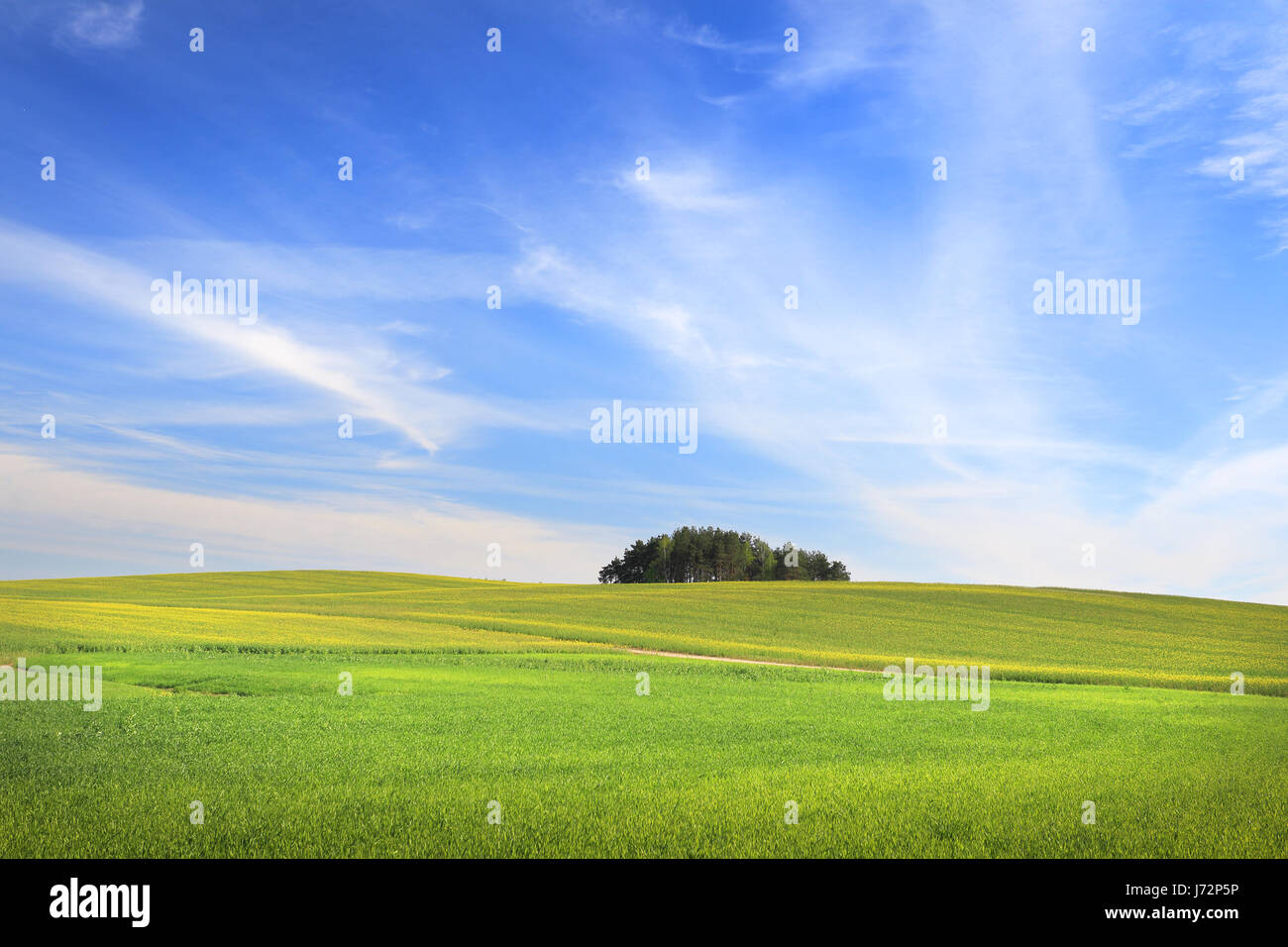 Weizenfeld unter blauem Himmel. Sommer-Sonnentag-Hintergrund. Blauer Himmel über grüne Wiese. Stockfoto