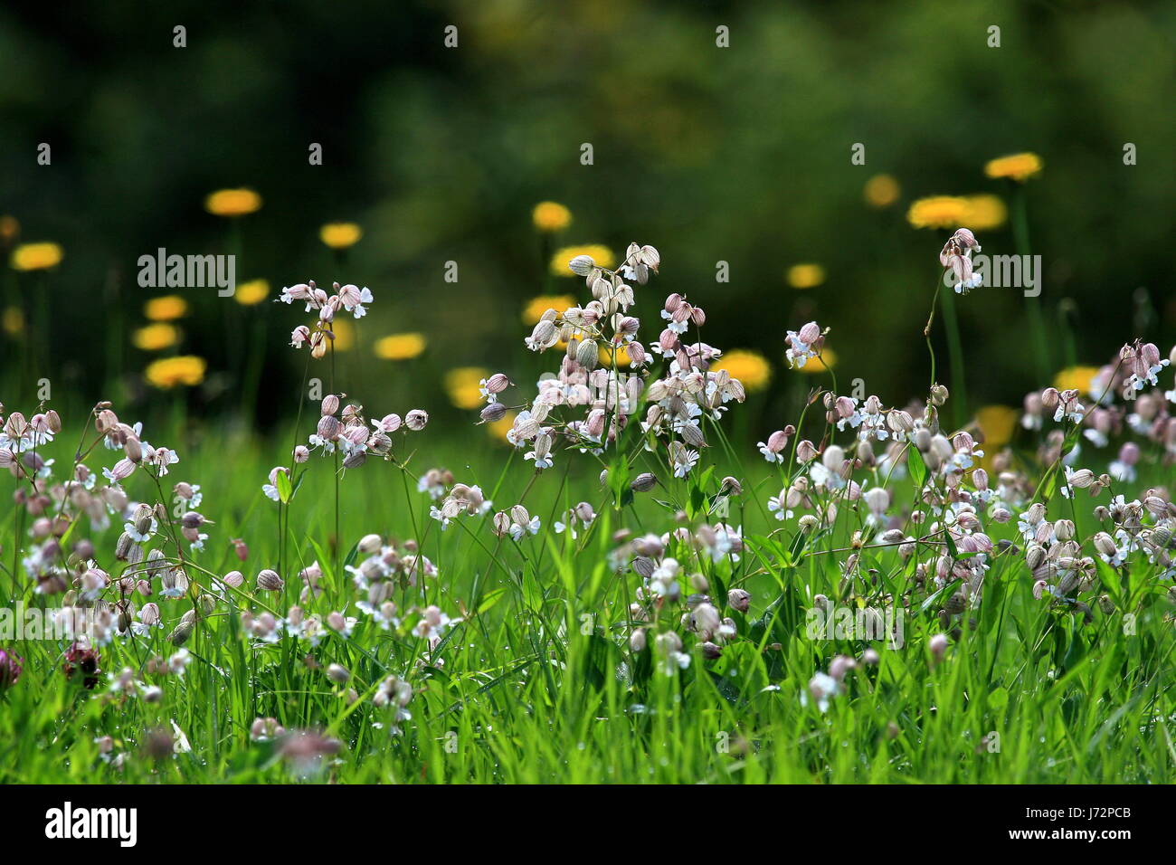 Blume Pflanze Blüte Blüte gedeihen Sommer sommerlich blühenden Blumen Wiese Stockfoto