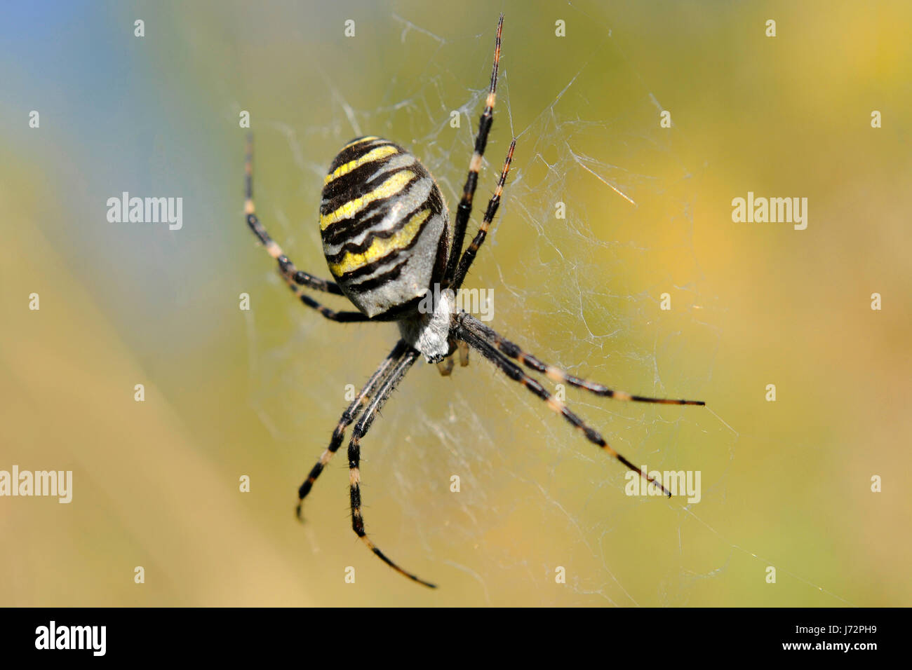 Gefahr Spinne Tiere ungiftig giftigen giftigen Natur Beine Gefahr Lebensmittel Nahrungsmittel Stockfoto