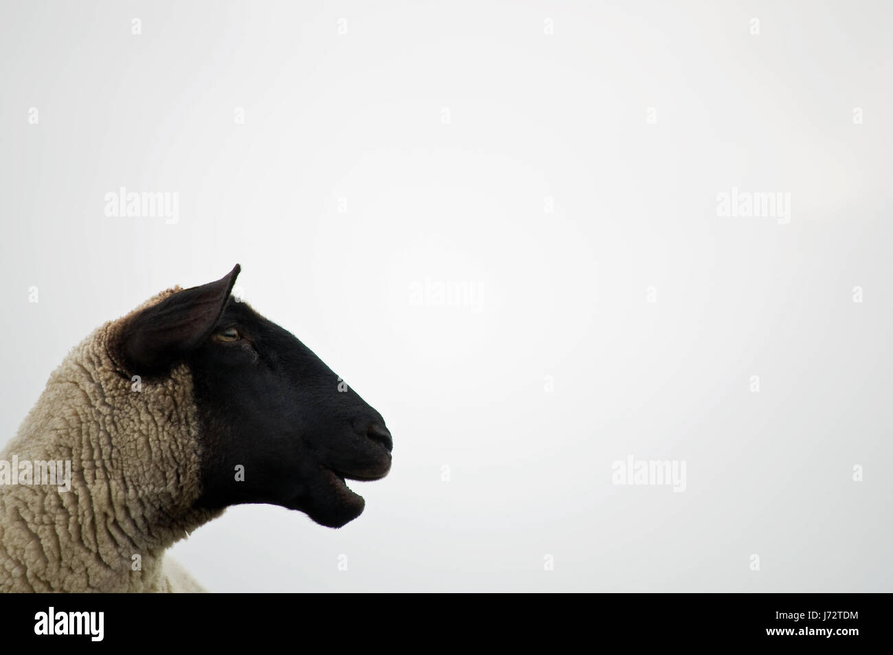 Schafe, Wolle, Bloekend, Schwarzkopfschaf, Exemplar, Freiflche, Freiflchen,  maeh Stockfotografie - Alamy