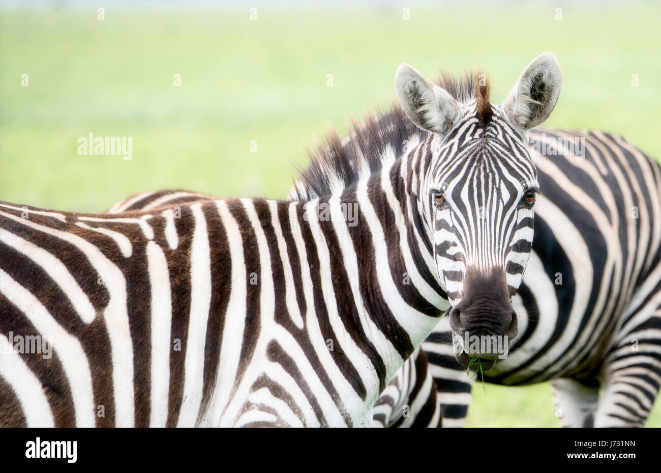 Burchel Zebra (Equus Quagga Burchellii) auf den Ebenen der Serengeti Stockfoto