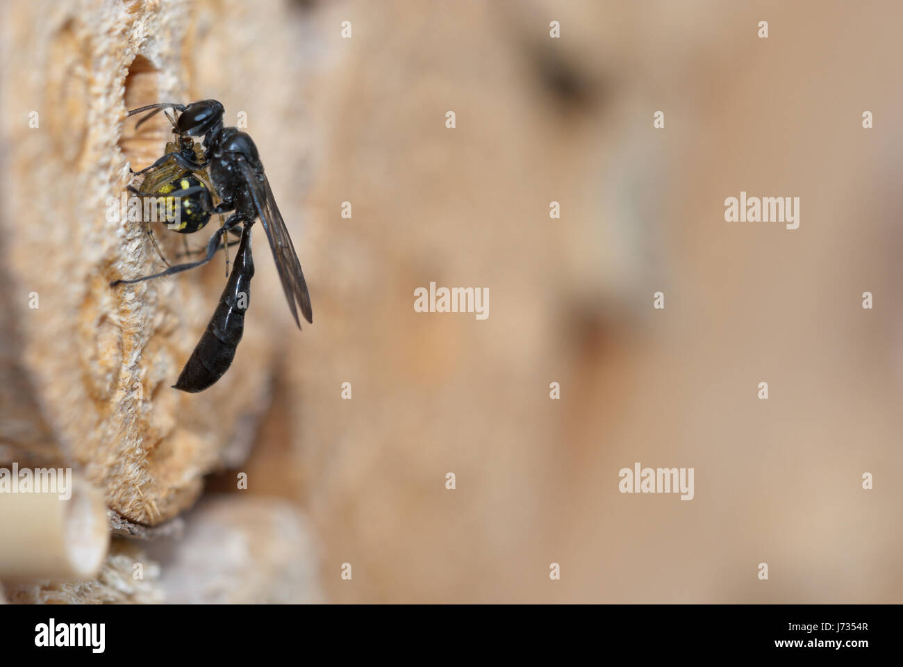 Crabronidae Solitäre Wespe (Trypoxylon Figulus) weibliche Hinterlegung einer Spinne in seinem Nest (Hohlraum) als Nahrung für die wachsende Larve und schließt es dann. Stockfoto