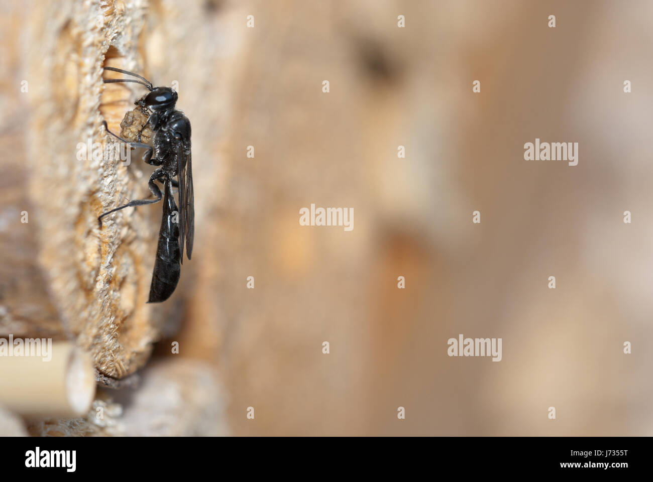 Crabronidae Solitäre Wespe (Trypoxylon Figulus) weibliche Hinterlegung einer Spinne in seinem Nest (Hohlraum) als Nahrung für die wachsende Larve und schließt es dann. Stockfoto