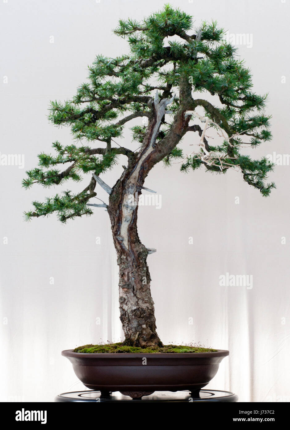 Lrche als bonsai Stockfotografie - Alamy