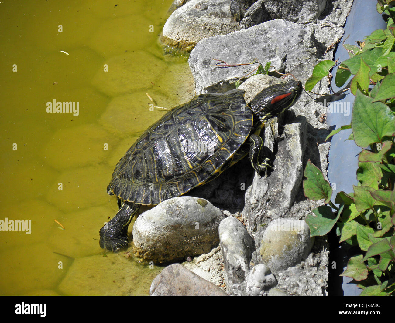 Botanische Garten Zagreb, Frühling, Sommer, 7 Stockfoto