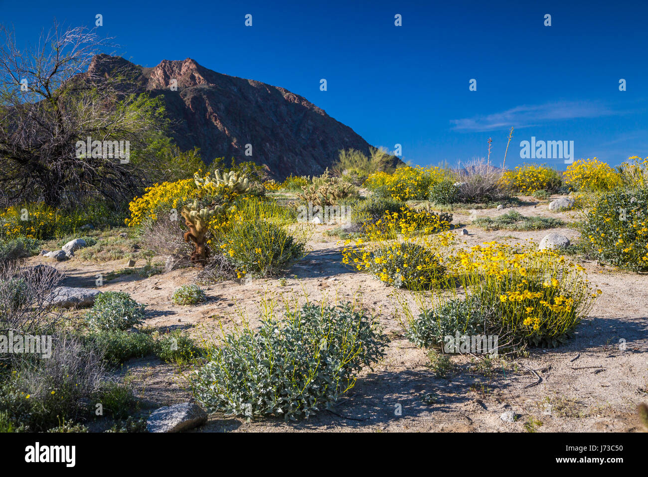 Frühling Wüste Wildblumen blühen in der Anza Borrego Desert State Park, in der Nähe von Borrego Springs, Kalifornien, USA. Stockfoto