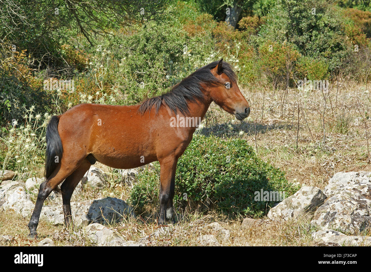 Pferd Wildpferd Sardinien Makro Nahaufnahme Makro Aufnahme hautnah View Pferd Stockfoto