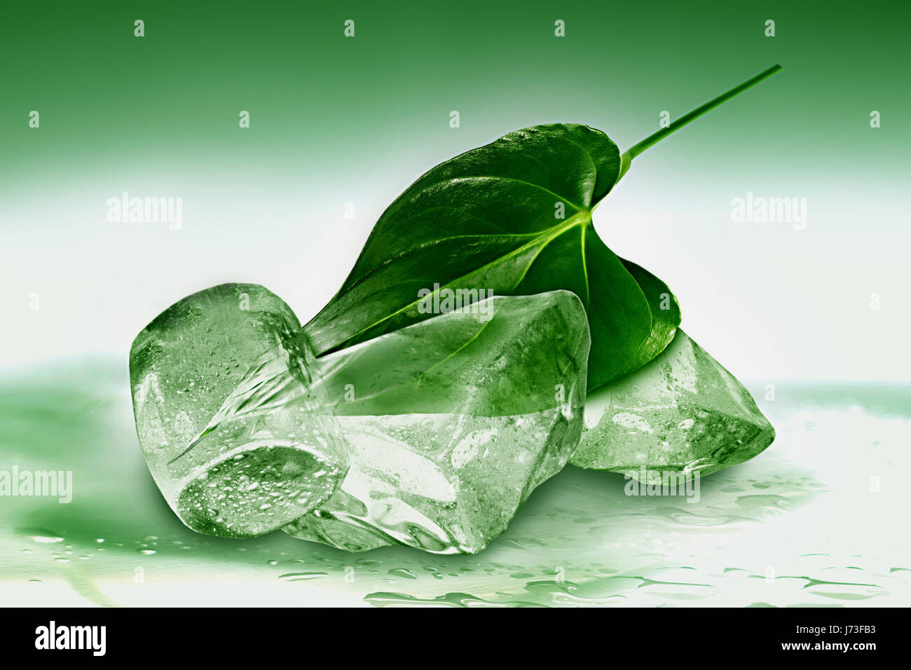 Blatt kalt gefroren Einfrieren frisches grünes Eis essen Nahrungsmittel Erhaltung Wartung Stockfoto