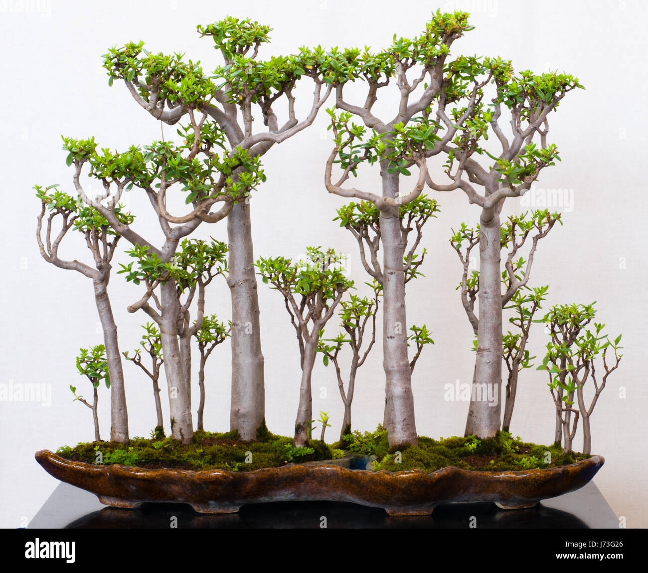 Bonsaiwald Stockfotos Und Bilder Kaufen Alamy