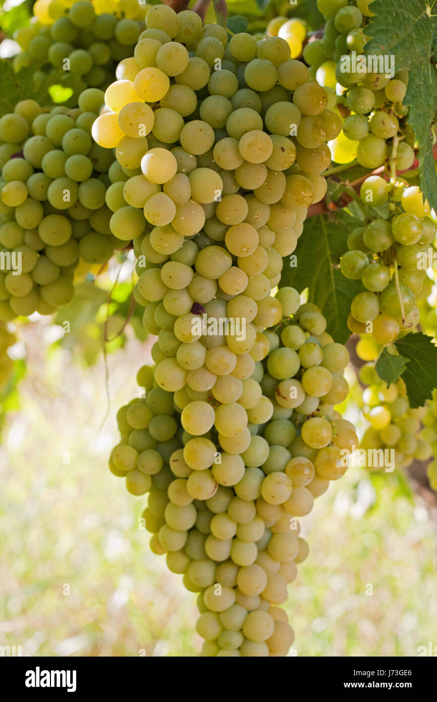 Wein Spanien Trauben Weingut Weinbau Weinberg Haufen Rebe Trauben Reben Stockfoto