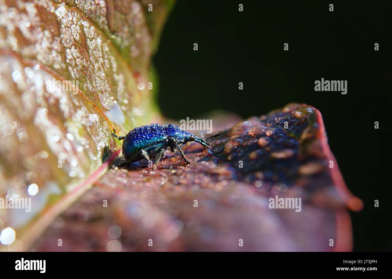 Rüsselkäfer mit Tropfen auf der Rückseite Stockfoto