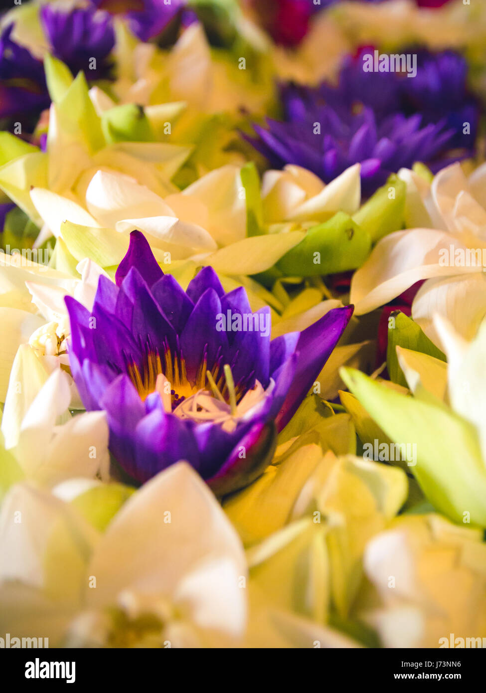 Nahaufnahme eines Bettes von Lotusblüten im zweiten Stock des Tempels der Zahntempel. Stockfoto