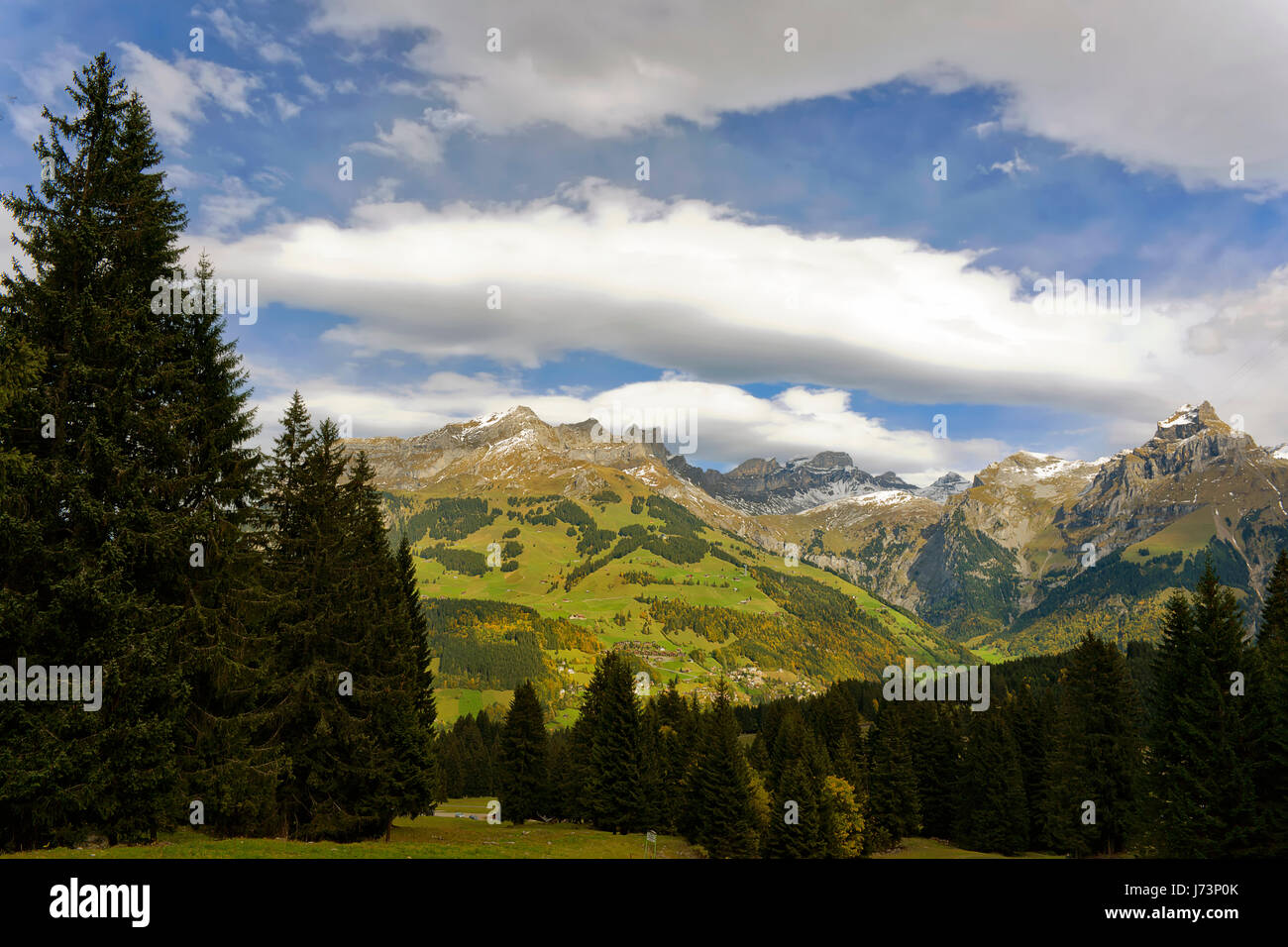 BergeAlpenSchweiz Kiefern Berge Alpen der Zentralschweiz Schweiz