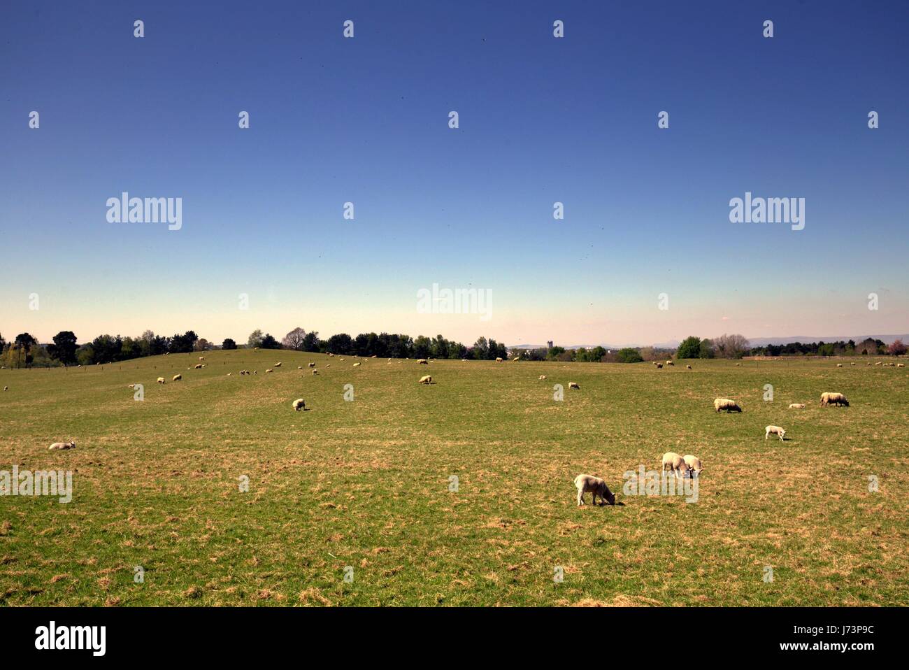 Chatelherault Country Park Schafe in der Landschaft mit blauem Himmel Stockfoto