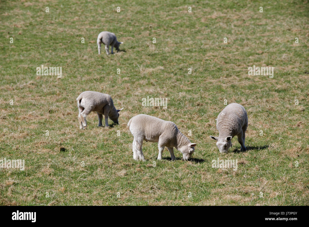 Chatelherault Country Park Schafe in einem Feld Lämmer Ewe Stockfoto