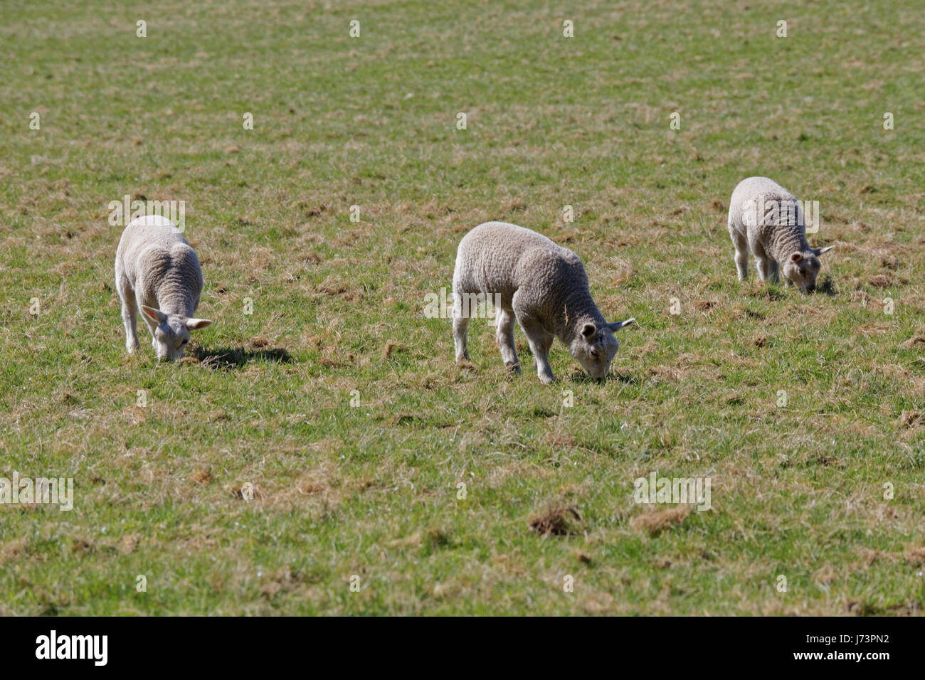 Chatelherault Country Park Schafe in einem Feld Lämmer Ewe Stockfoto