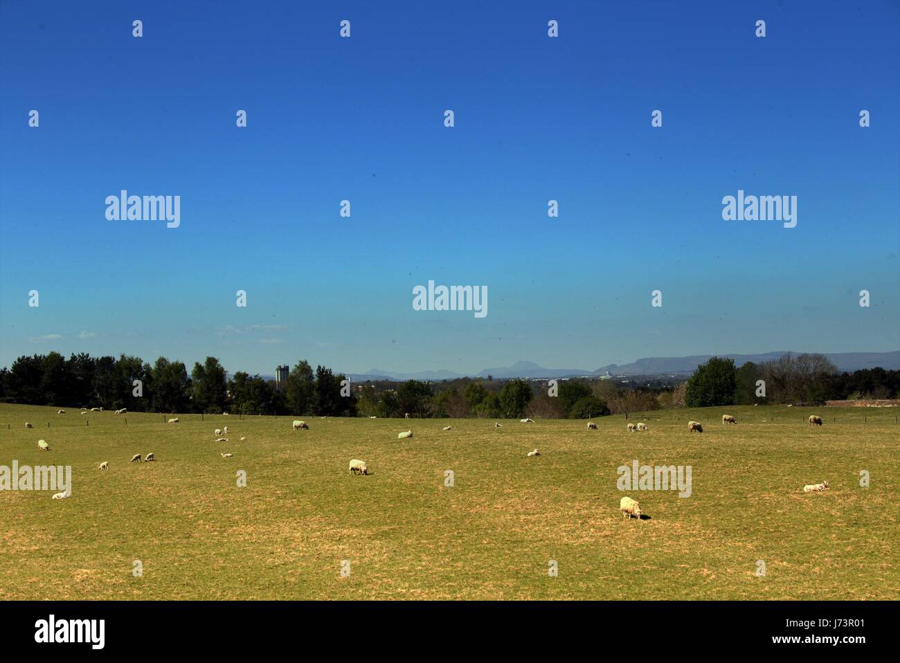 Chatelherault Country Park Schafe in der Landschaft mit blauem Himmel Stockfoto