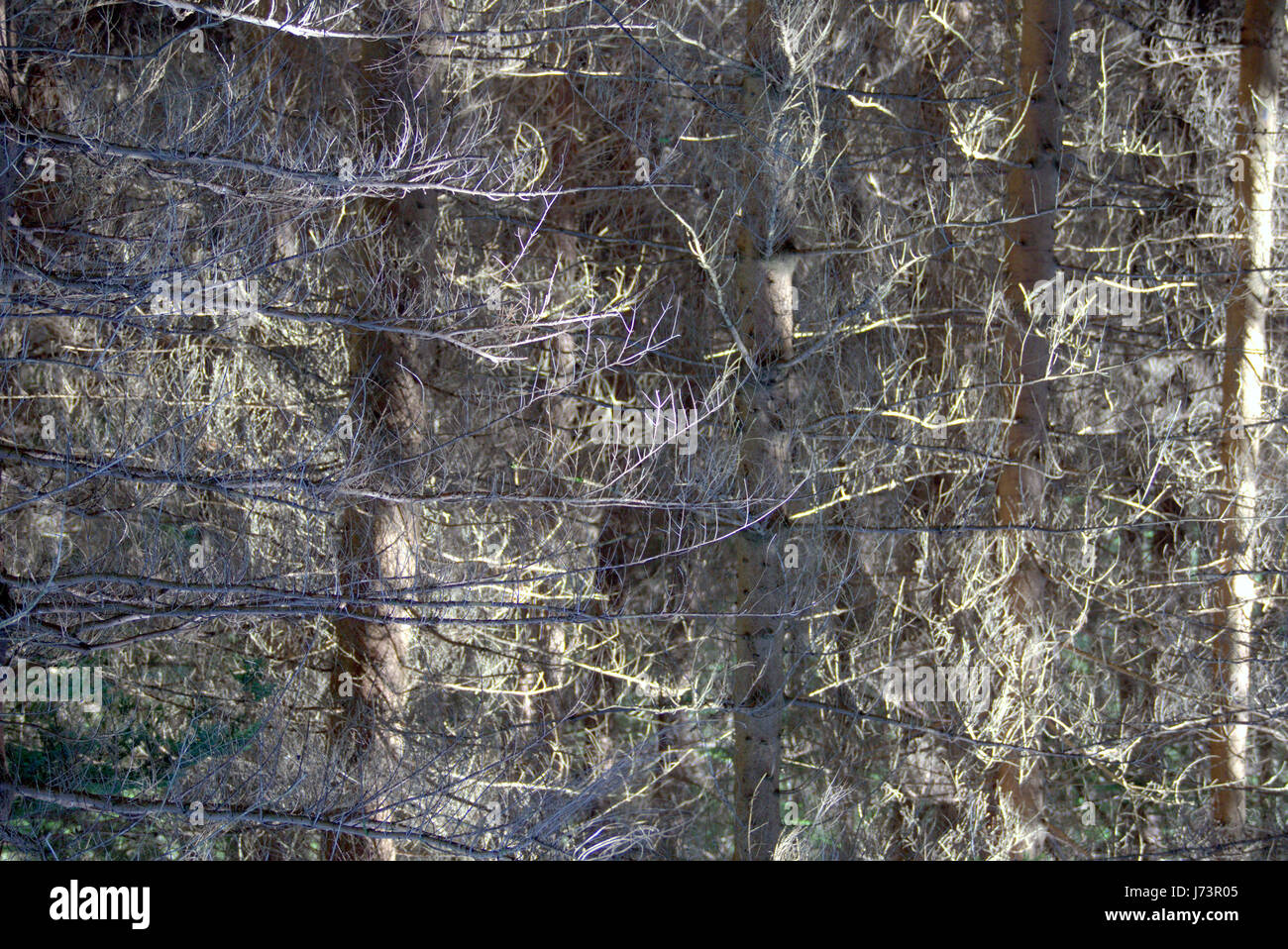 Chatelherault Country Park dichten Wald Wald Hintergrund Stockfoto
