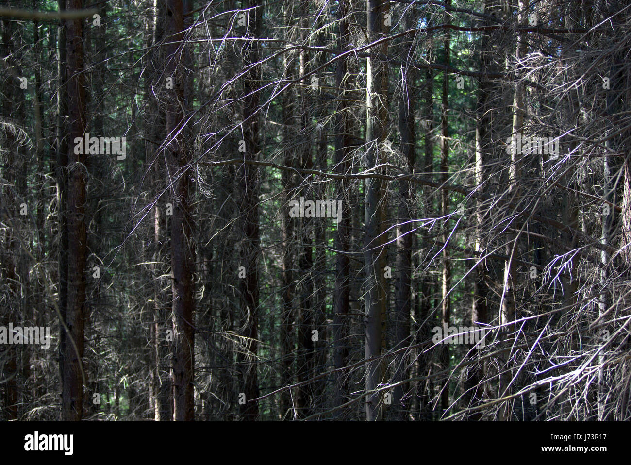 Chatelherault Country Park dichten Wald Wauwau Hintergrund Stockfoto