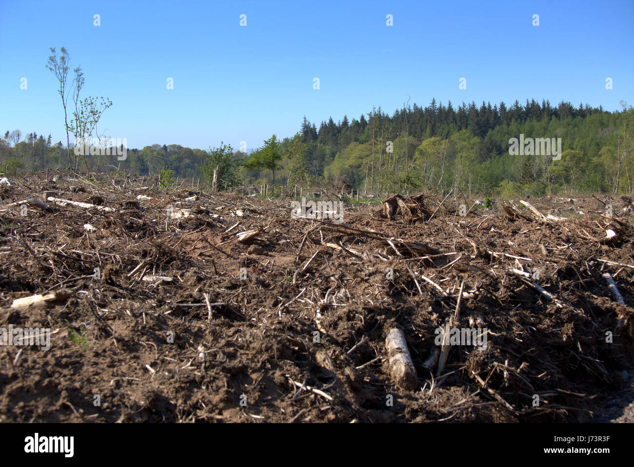 Chatelherault Country Park Abholzung der Wälder Abholzen des Waldes Stockfoto
