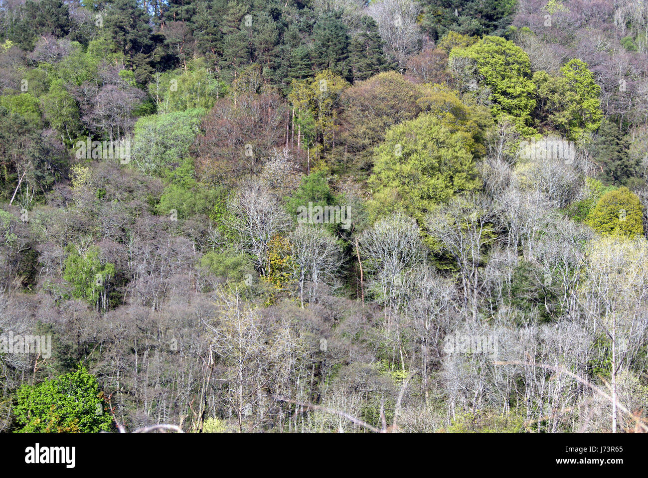 Chatelherault Country Park Frühlingslandschaft Bäume Wald Wald auf der Seite der Fluss Avon ' Solarplexus ' Stockfoto
