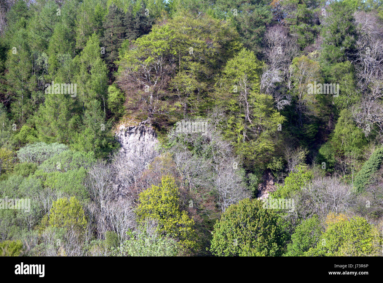 Chatelherault Country Park Frühlingslandschaft Bäume Wald Wald auf der Seite der Fluss Avon ' Solarplexus ' Stockfoto