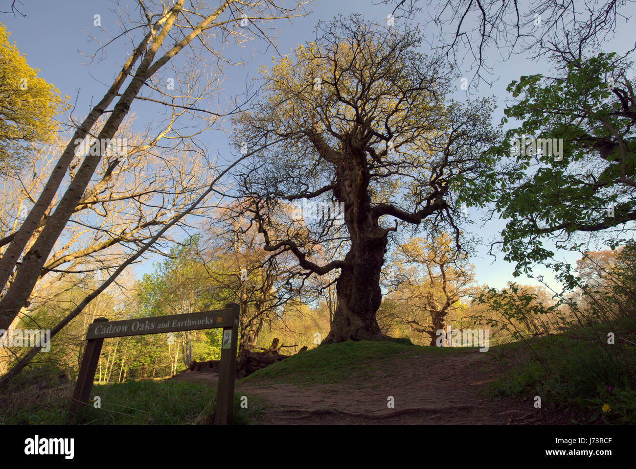 Chatelherault Country Park uralten Eichen ents Stockfoto