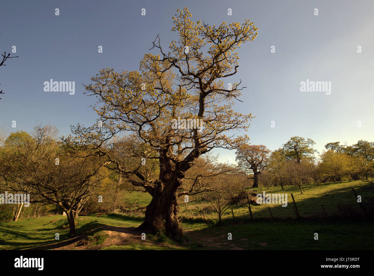 Chatelherault Country Park Cadzow Eichen, Hamilton High Parks, Hamilton, South Lanarkshire Stockfoto