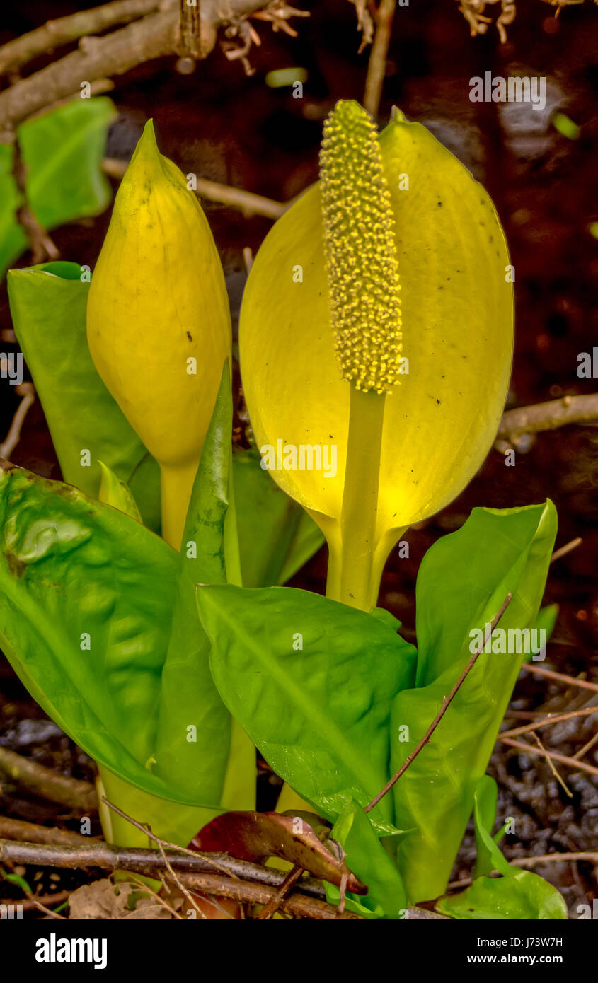 Leuchtend gelbe Skunk Kohl wächst auf Beaver Lake Trail im Stanley Park in Vancouver, BC Stockfoto