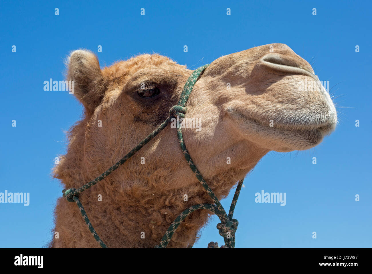 Phoenix, Arizona - ein Dromedar Kamel im Maricopa County Fair. Stockfoto