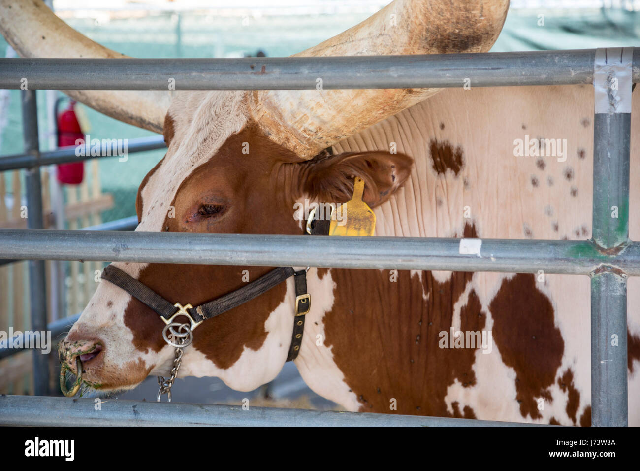 Phoenix, Arizona - Longhorn Kuh im Maricopa County Fair. Stockfoto