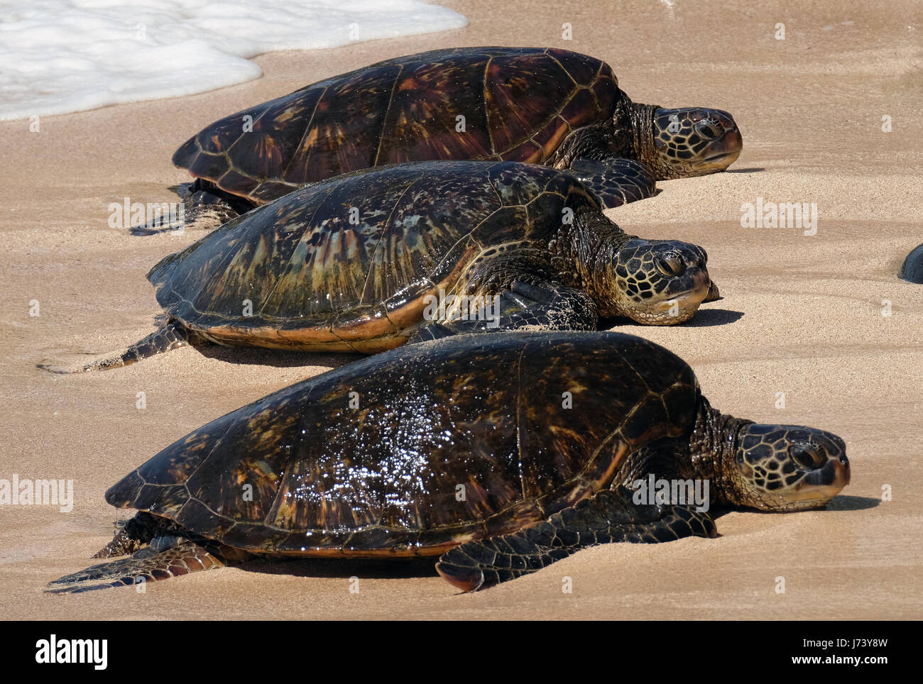 Grüne Meeresschildkröten (Chelonia Mydas) Ruhe am Strand in Ho'okipa Beach Park, Paia, Maui, Hawaii. Stockfoto