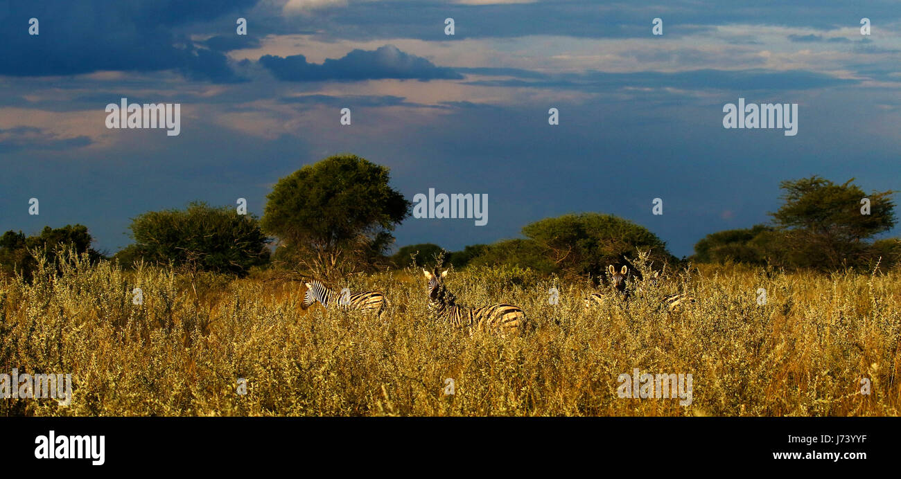 Atemberaubende Himmel über eine Herde Zebras in der Kalahari-Wüste Stockfoto