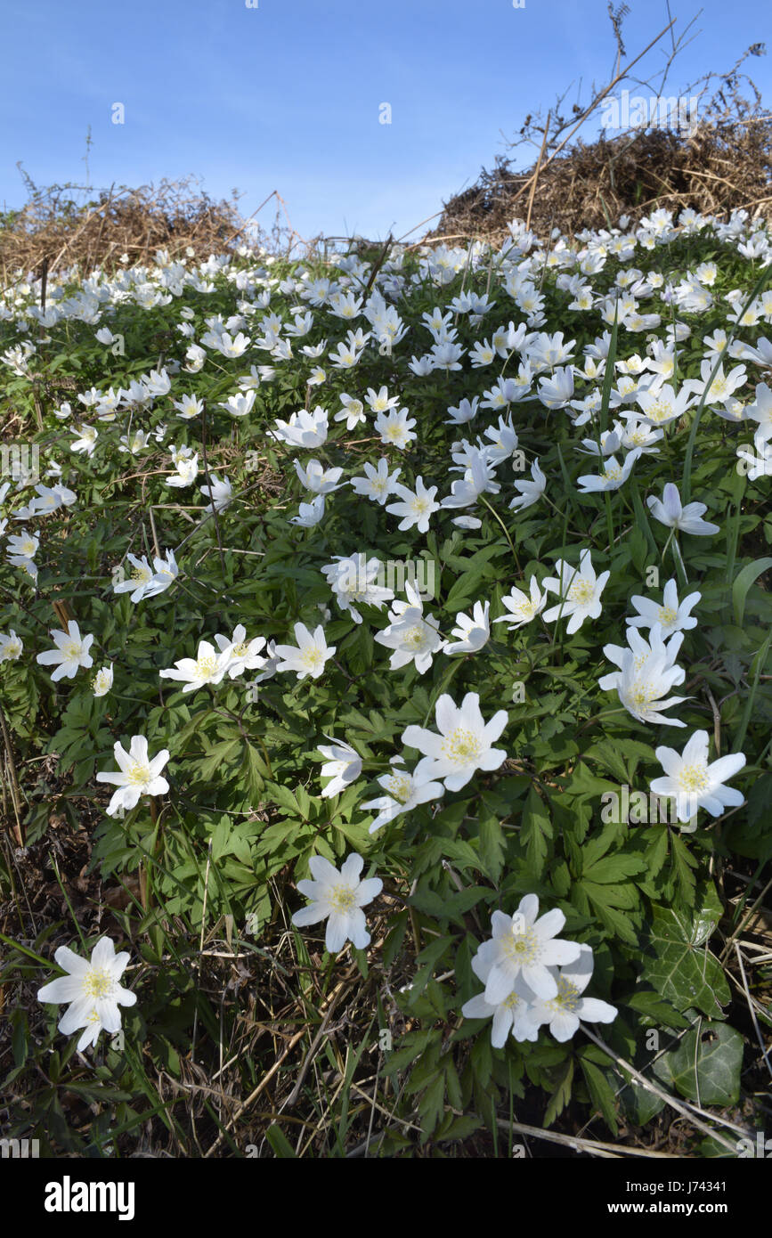 Mit anemone nemorosa -Fotos und -Bildmaterial in hoher Auflösung – Alamy