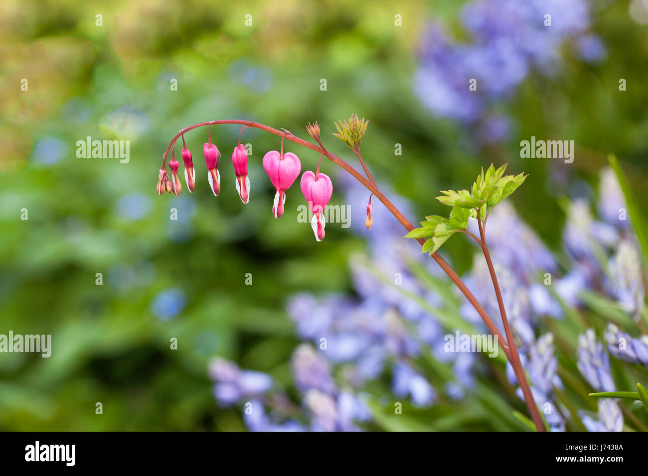 Nahaufnahme von Lamprocapnos spectabilis, blutendem Herz oder Dicentra spectabilis vor einem verschwommenen Hintergrund von Bluebells, England, Großbritannien Stockfoto