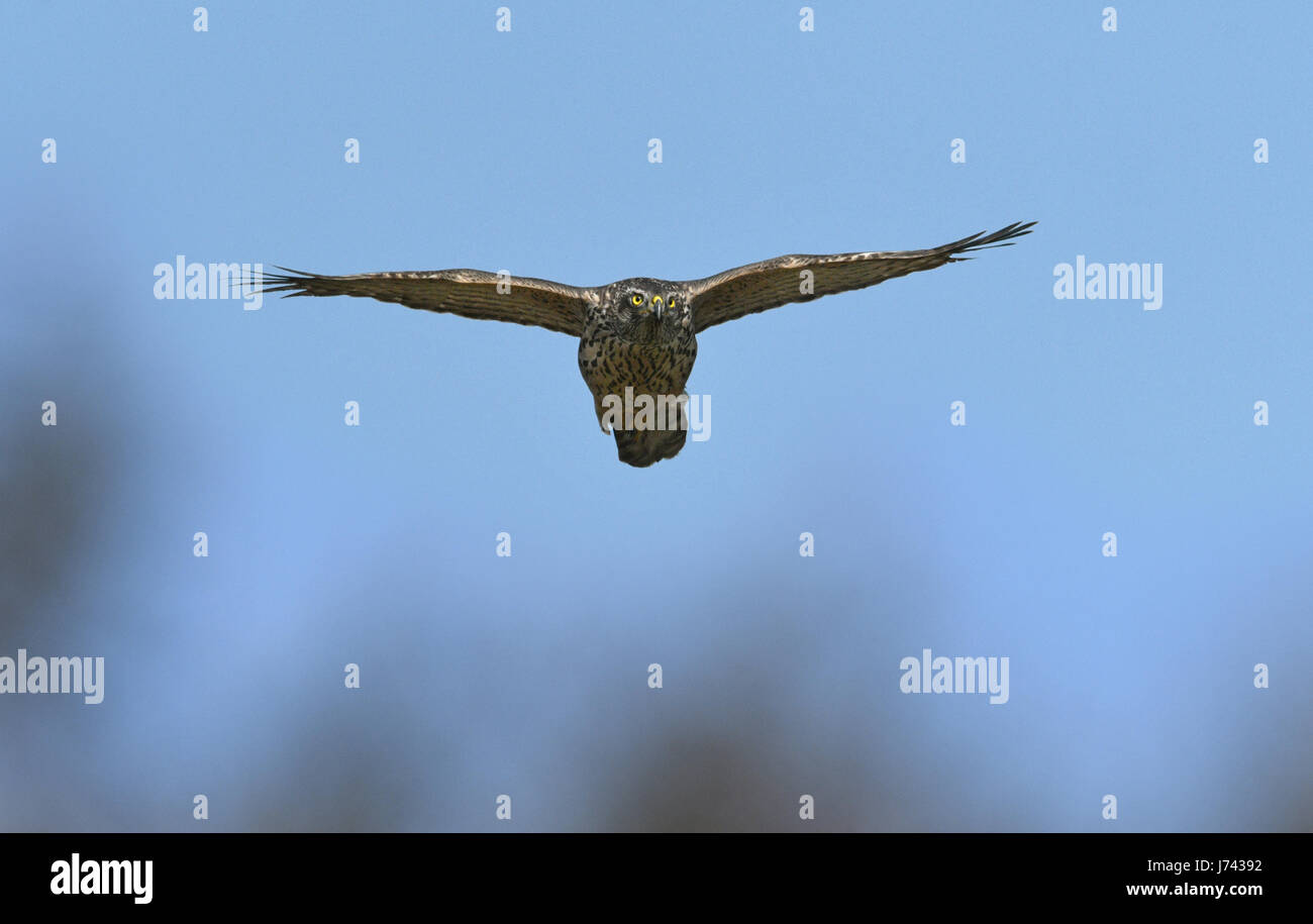 Habicht Accipiter Gentilis 1. Winter/unreif Stockfotografie Alamy