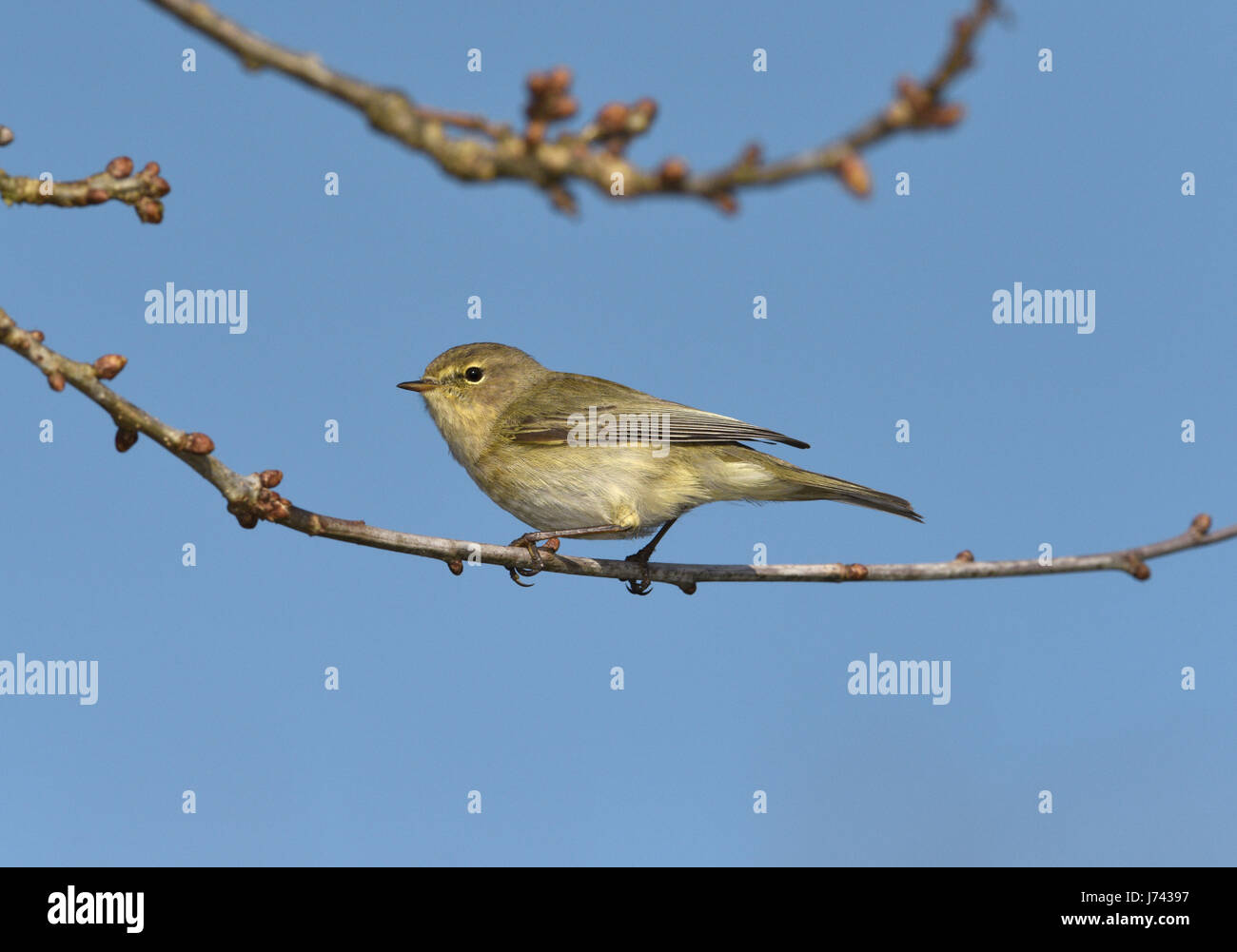 Zilpzalp - Phylloscopus collybita Stockfoto