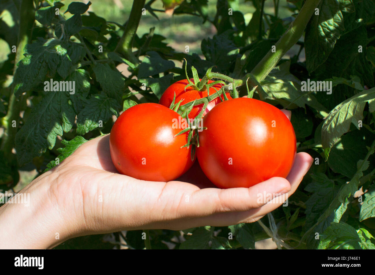 Hand, die rote Tomaten an Rebstöcken Stockfoto