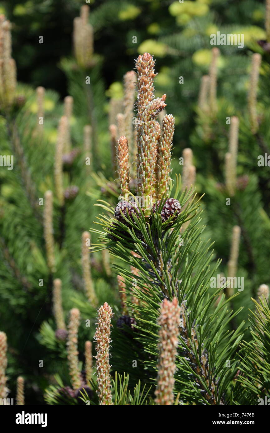 Triebe und Zapfen der Latschenkiefer (Pinus Mugo) Stockfoto