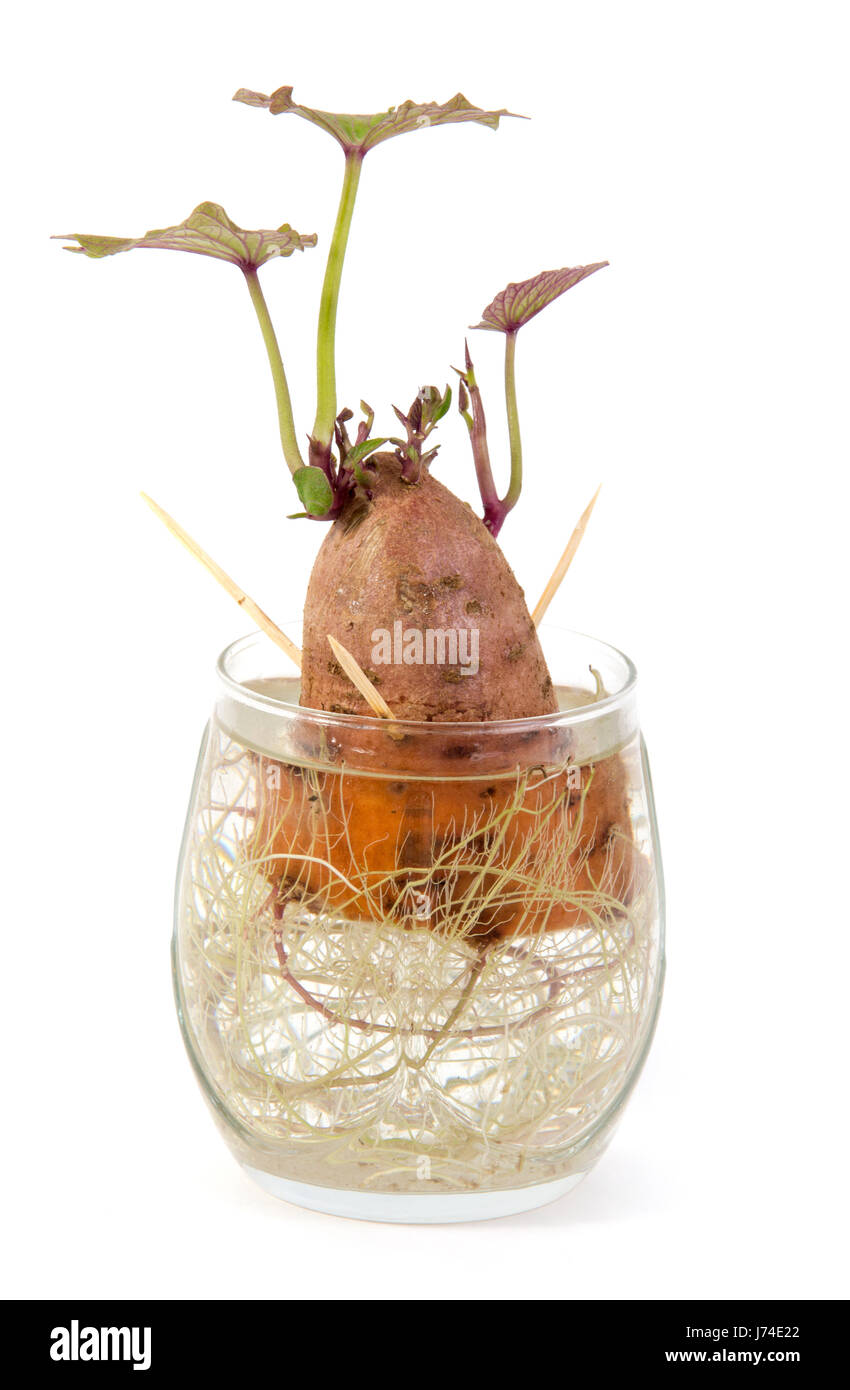 Yam Pflanze nachwachsen auf Wasserglas auf weißem Hintergrund Stockfoto