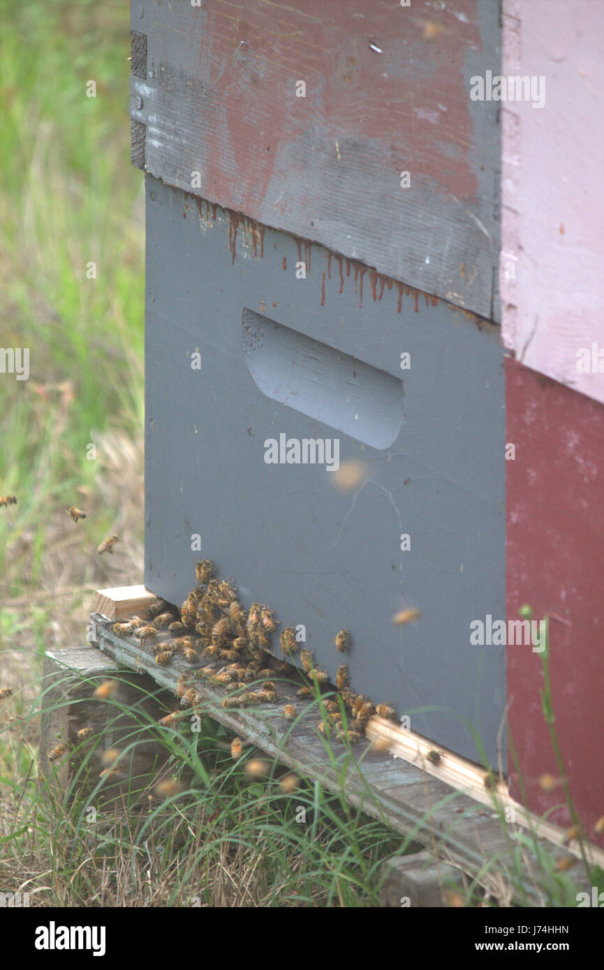 Bienen gesammelt am Eingang einer blauen verblasste Biene-Box. Vier Biene Kisten gestapelt in rot, weiß und grau/blau. Stockfoto
