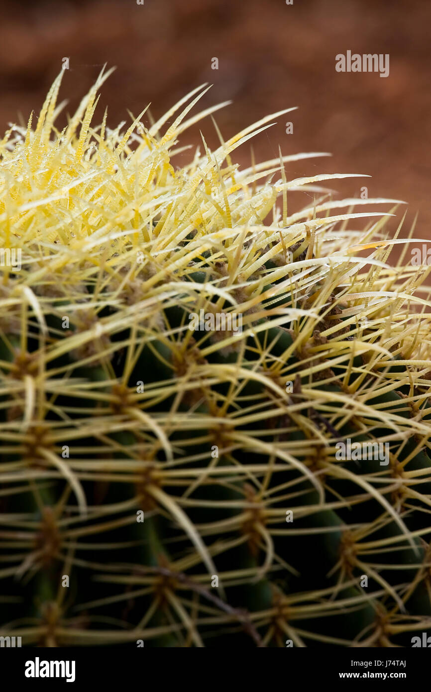 Kaktus Stachel Stachel gelbe Pflanze Blatt Wstenlandschaft grne Blte  Blte Stockfotografie - Alamy