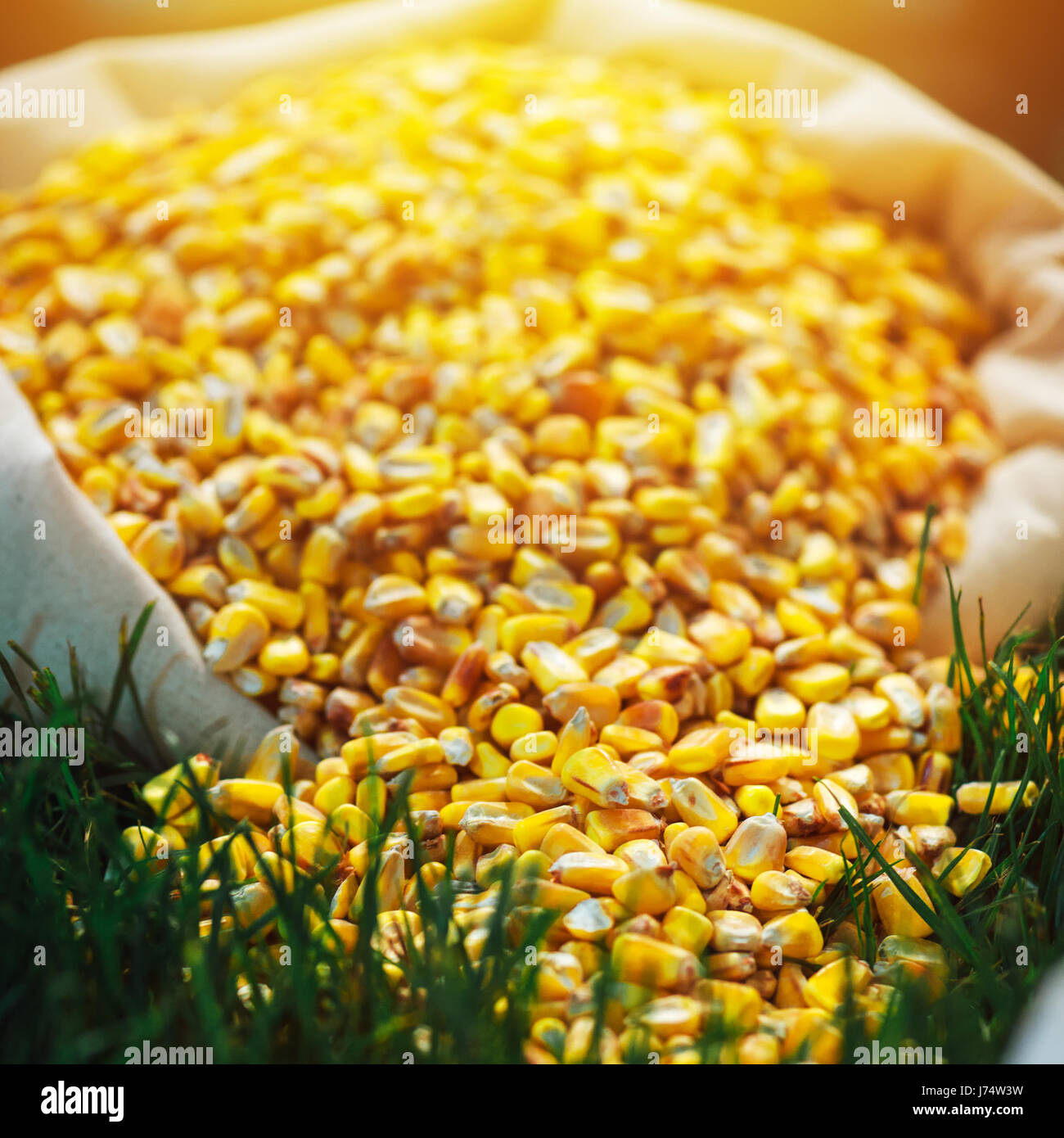 Maissaatgut entlassen, geernteten Mais-Ernte Getreide, selektiven Fokus Stockfoto