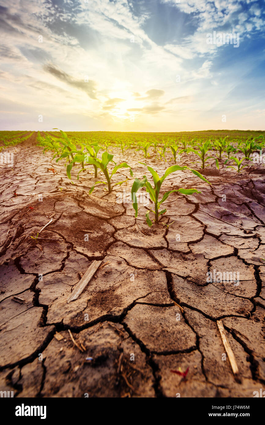 Dürre in kultivierten Ernte Kornfeld, junge Maispflanzen wachsen in rauer Umgebung Stockfoto