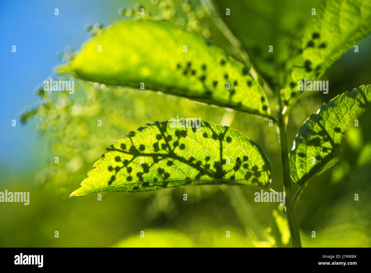Blühenden Holunder oder Holunder bush Blätter, Nahaufnahme, selektiven Fokus Stockfoto
