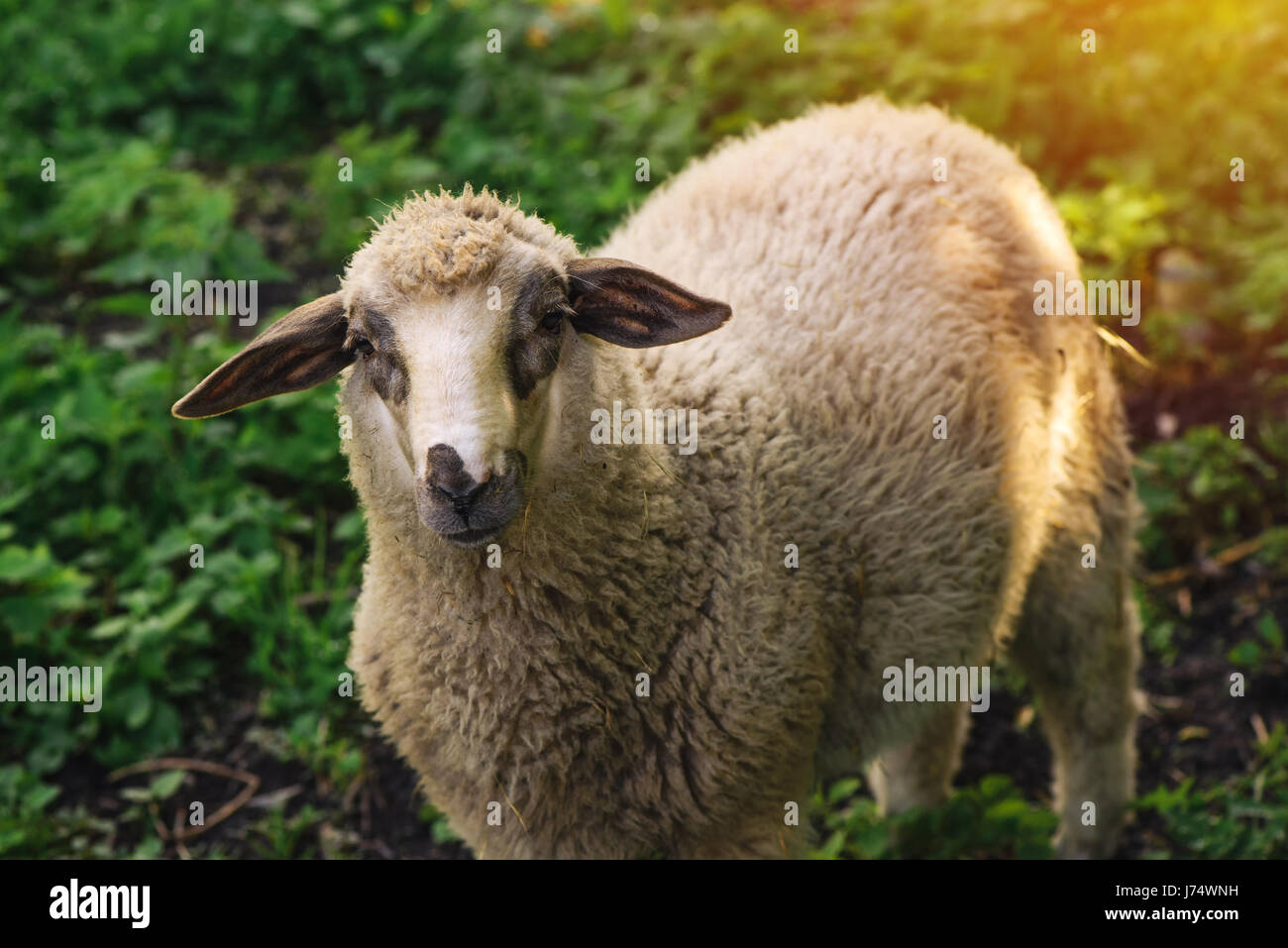 Schafe, heimischen Nutztiere in Weide Wiese Stockfoto